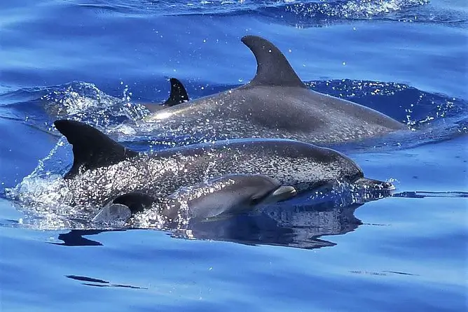 Sunwhere Tenerife - What to do in Tenerife - Dolphin and Whale Watching in Tenerife – A Truly Wild Experience