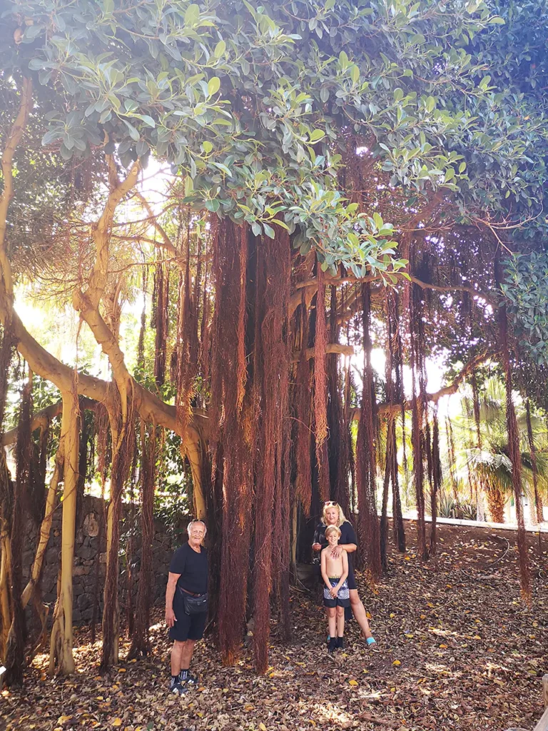 Sunwhere Tenerife - What to Do in Tenerife - Palmetum - Santa Cruz De Tenerife