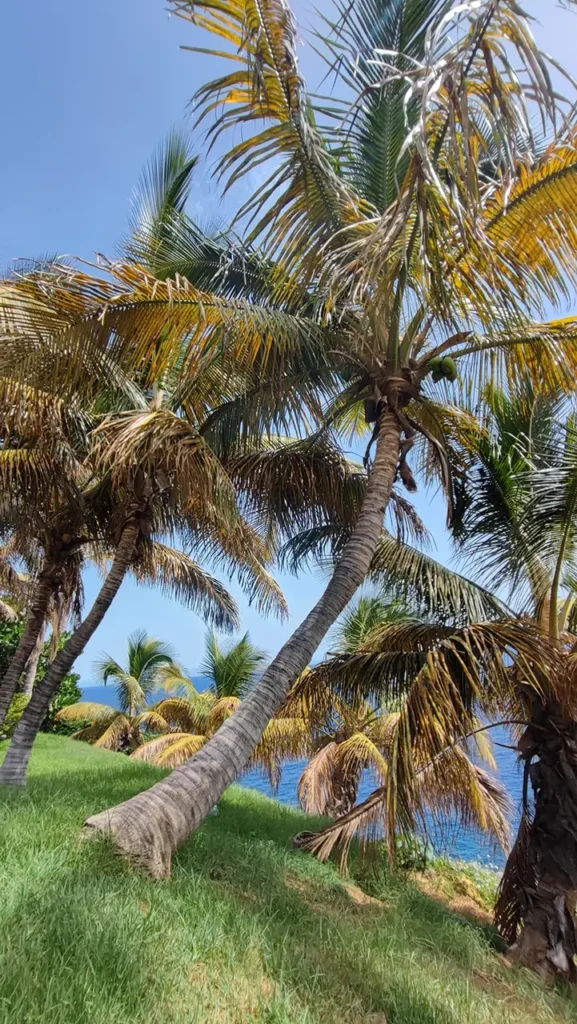 Sunwhere Tenerife - What to Do in Tenerife - Palmetum - Santa Cruz De Tenerife