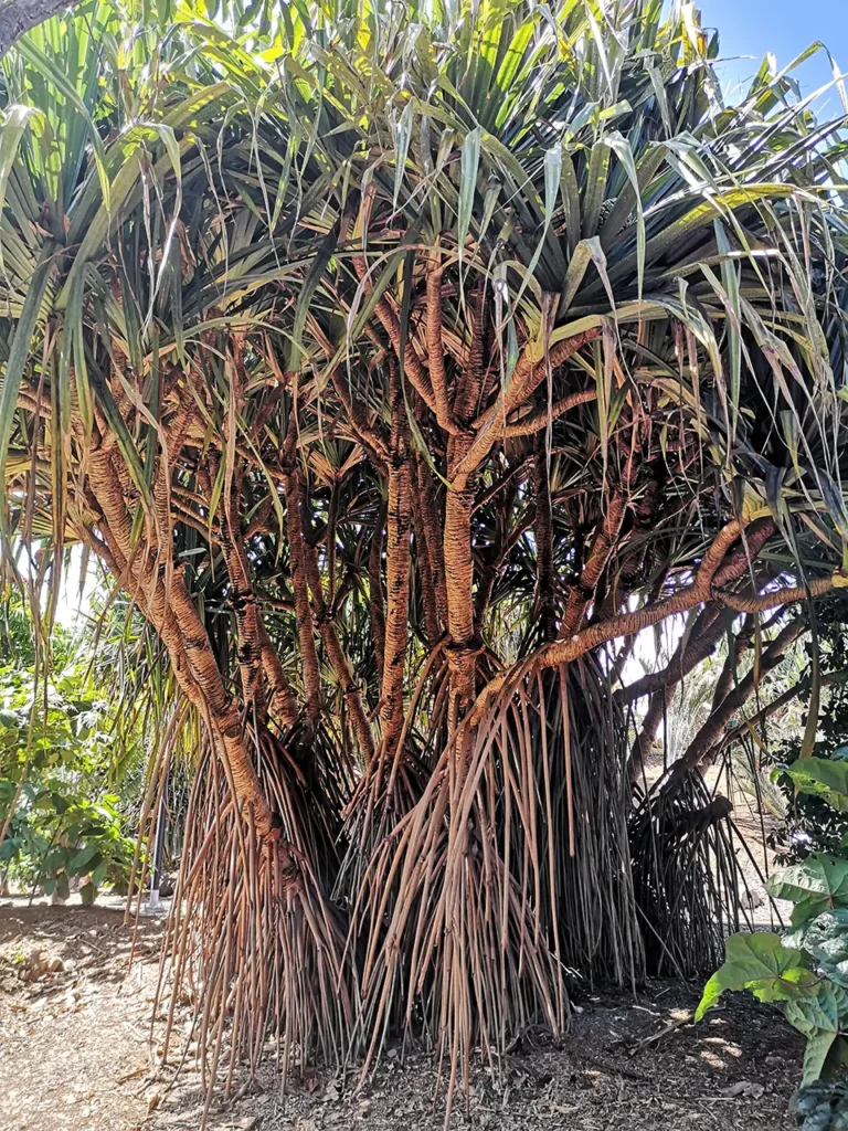 Sunwhere Tenerife - What to Do in Tenerife - Palmetum - Santa Cruz De Tenerife