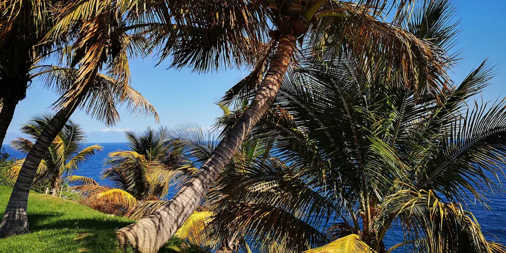 Sunwhere Tenerife - What to Do in Tenerife - Palmetum - Santa Cruz De Tenerife