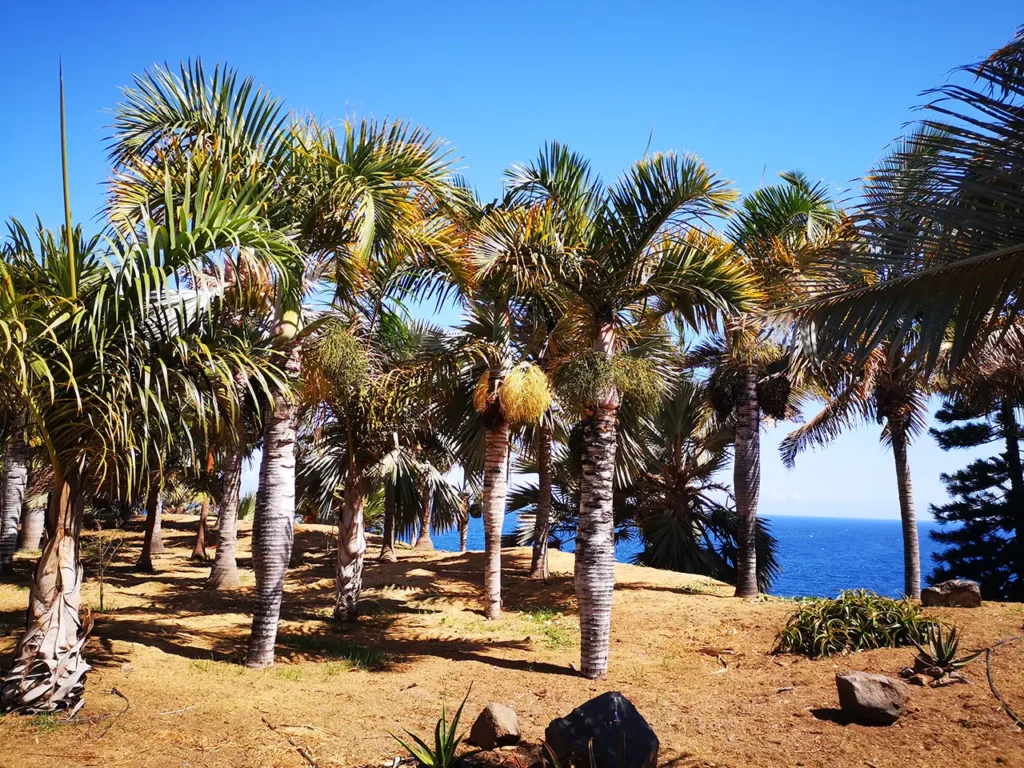 Sunwhere Tenerife - What to Do in Tenerife - Palmetum - Santa Cruz De Tenerife