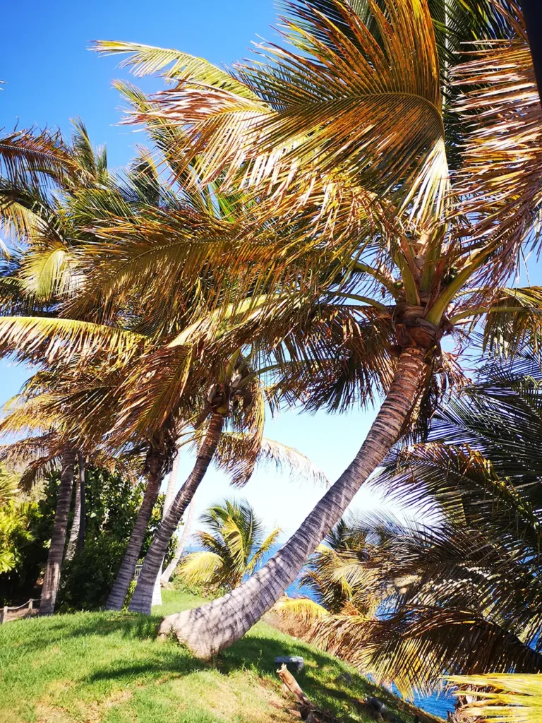 Sunwhere Tenerife - What to Do in Tenerife - Palmetum - Santa Cruz De Tenerife