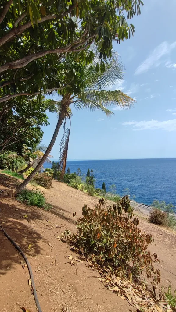 Sunwhere Tenerife - What to Do in Tenerife - Palmetum - Santa Cruz De Tenerife