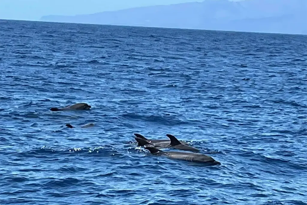 Sunwhere Tenerife - What to do in Tenerife - Dolphin and Whale Watching in Tenerife – A Truly Wild Experience