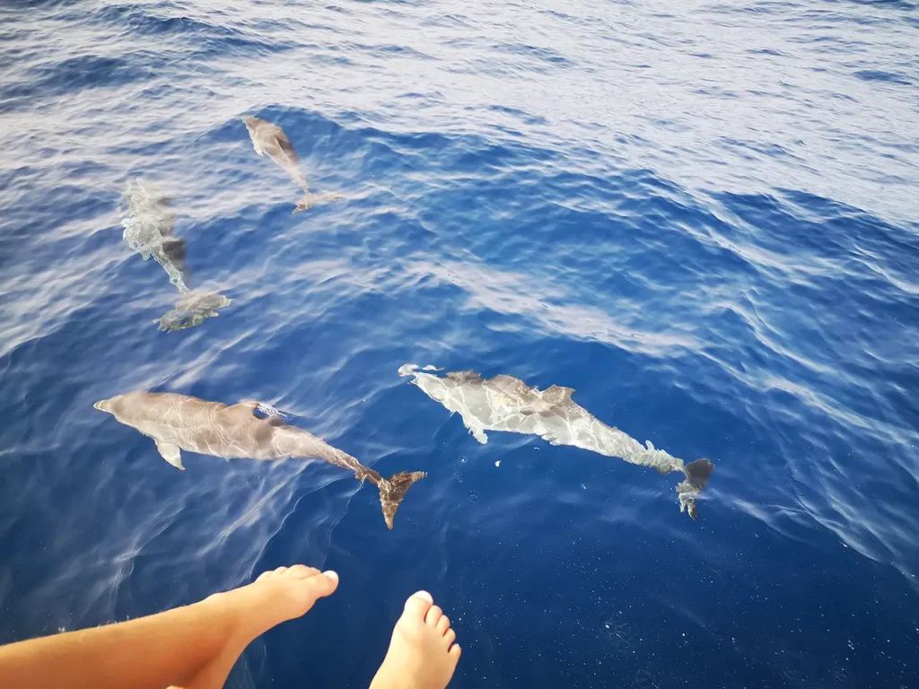 Sunwhere Tenerife - What to do in Tenerife - Dolphin and Whale Watching in Tenerife – A Truly Wild Experience