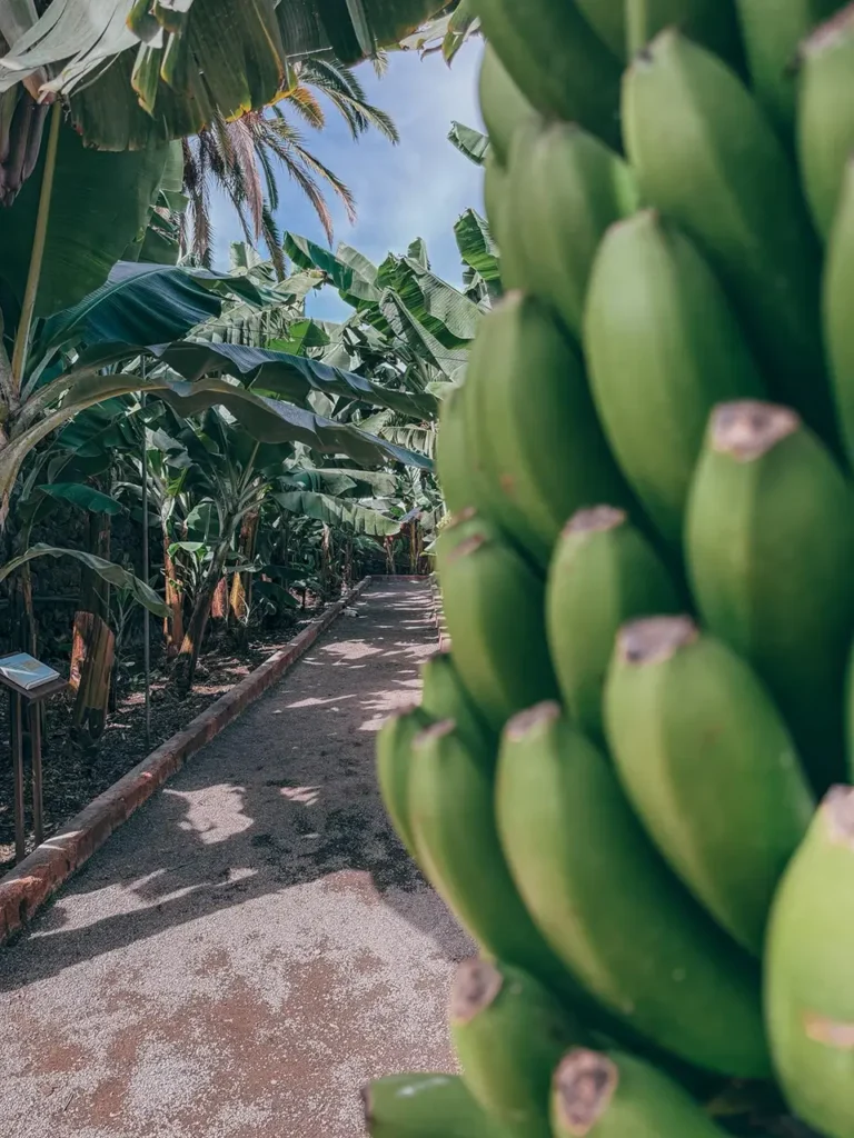 Sunwhere Tenerife - What to do in Tenerife - Banana Platano