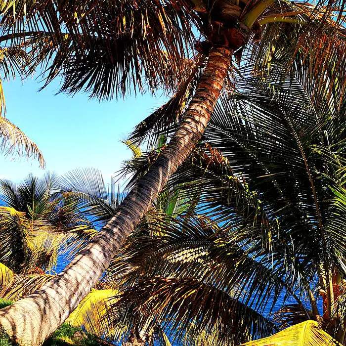 Palmetum Santa Cruz